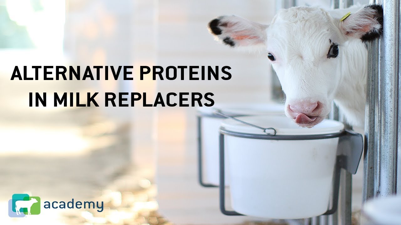 Alternative Proteins in Calf Milk Replacers