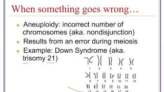 Karyotypes, Nondisjunction & Mutations