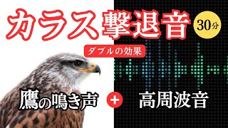 【カラス撃退音30分】鷹の鳴き声と超音波でダブルの効果。カラスが嫌がる音でカラス対策