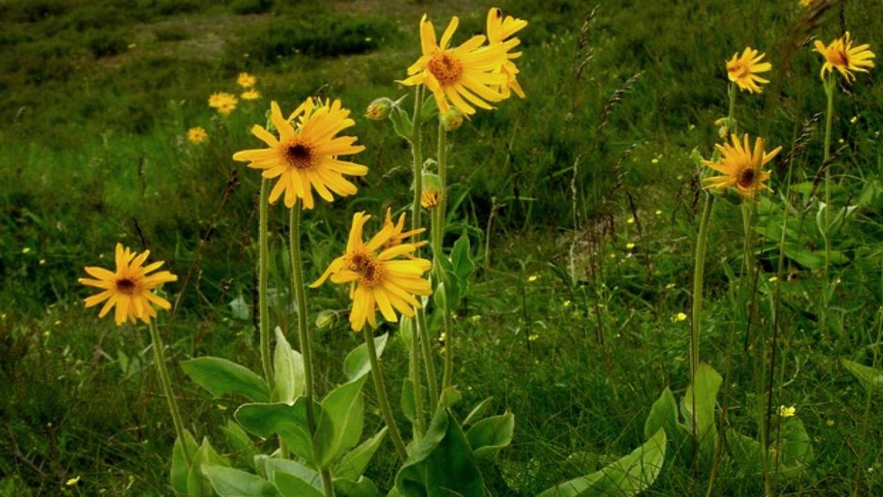 Арника горная (Arnica montana). Арніка - YouTube