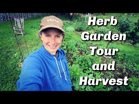 Herb Garden Tour | Harvesting and Drying