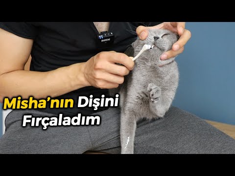 Video: Böbrek Hastalığı Olan Bir Felinin Yaşam Beklentisi