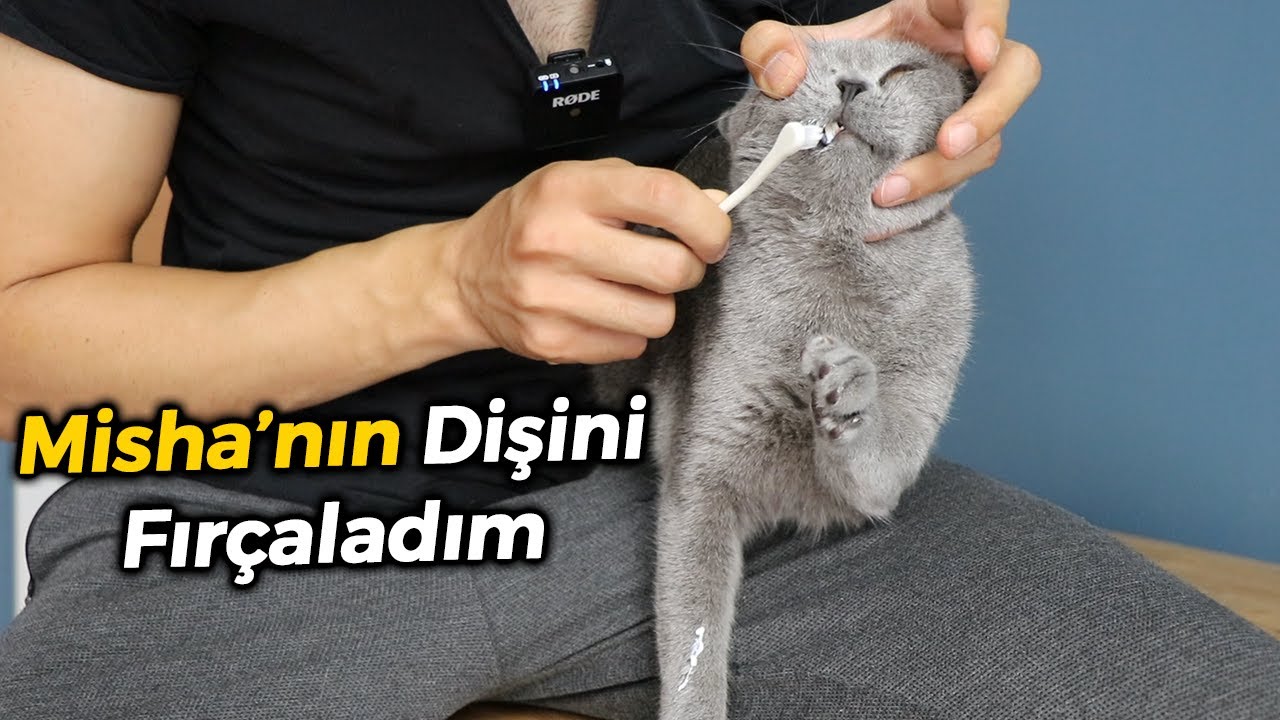 Kedimin Agzi Kokuyor Ne Yapabilirim Kedilerde Agiz Kokusu Sebepleri Ve Cozumu Youtube