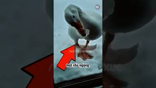 Chú Ngỗng Đến Trước Cửa Nhà Cầu Cứu Người Đàn Ông