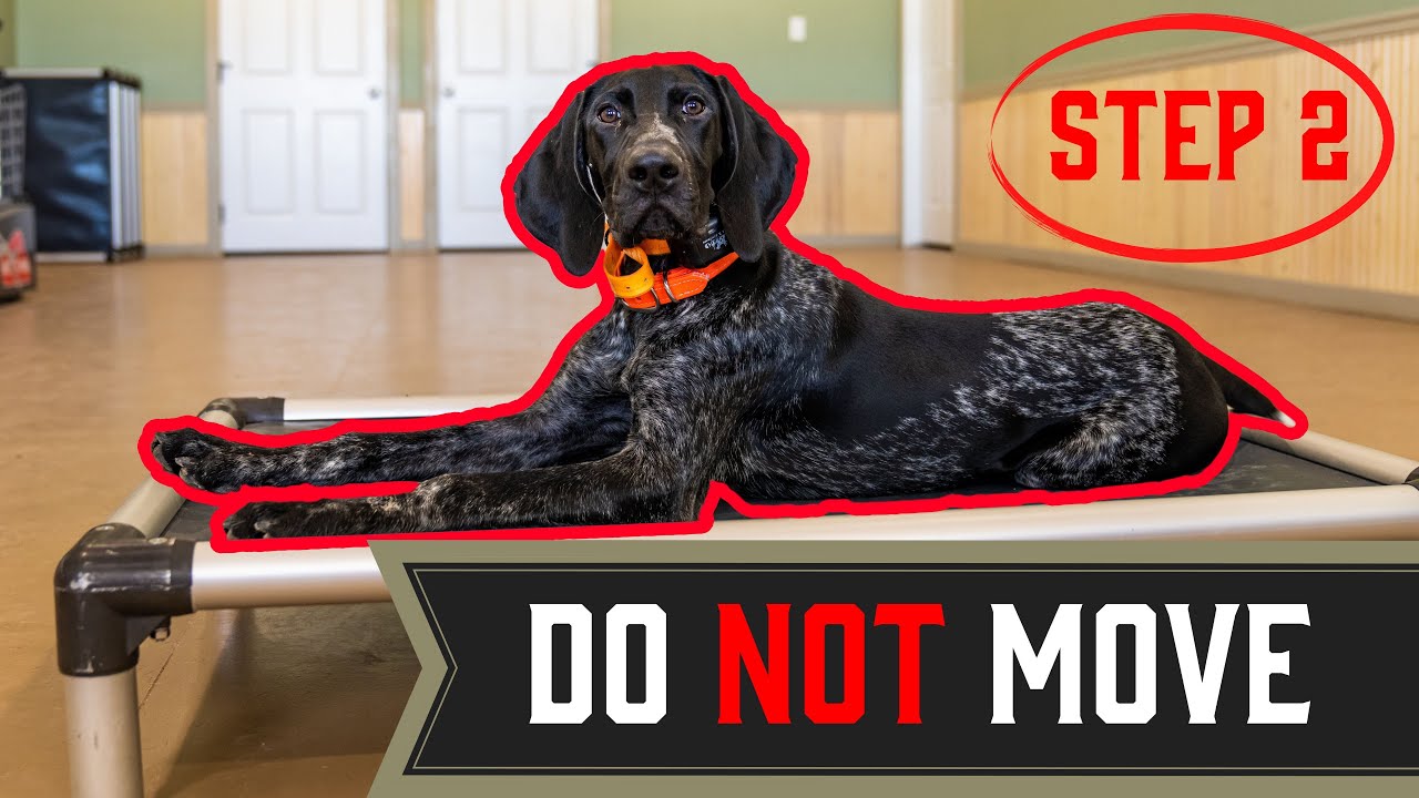 Teach Your Dog To Stay On Place Longer Step 2 YouTube