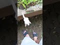 waktunya ngajarin Jade lompat keownernya #youtuberpemula #animals #sugarglider #fypシ
