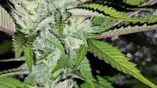 Trainwreck