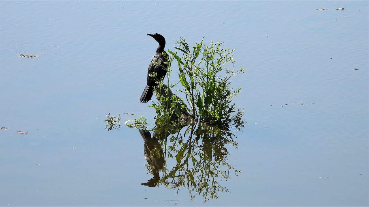 Zwergscharbe Kerkini 2022