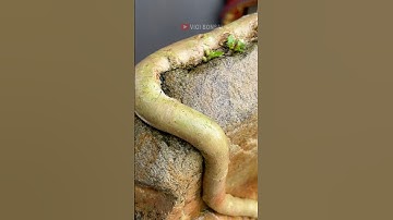 Bonsai Snake Style Wrapped Around Stone