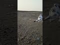 تدريب الصقور شاهين على التلويح المرحله الثالثه تدريب الصقور شاهين على التلويح المرحله الثالثه