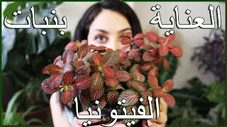 fittonia العناية بنبات الفيتوينا: الرطوبة والري المناسبين + طريقة الإكثار