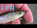 11月中旬オイカワ&カワムツのフライフィッシング / Micro Fly Fishing "FFE No.85"