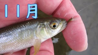 11月中旬オイカワ&カワムツのフライフィッシング / Micro Fly Fishing "FFE No.85"