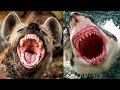 The STRONGEST BITES In The ANIMAL KINGDOM 😱