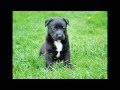 * How can I stop my pug from peeing in the house? FREE Mini-Course! * How can I stop my pug from peeing in the house? FREE Mini-Course!