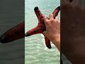 the Starfish ⭐#shorts #starfish #facts