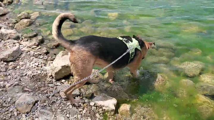 Ace dipping into Darby Bend Lake