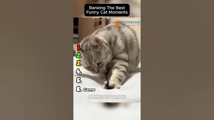 Video 11878821: cat funnycats, best funny cat, pets