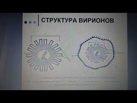 Структура вирусов