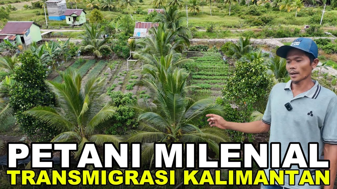 PETANI MUDA INI PUNYA PILIHAN BERBEDA DI LAHAN TRANSMIGRASI KALIMANTAN UTARA @PETANI MILENIAL