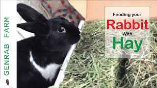 Feeding your rabbit with HAY