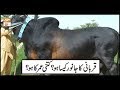 Watch Qurbani Ka Janwar Kesa ho Aur Kitni Umer Ka Ho | ARY Qtv Online In HD