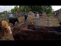 Stray heifers come back home  more cattle are sent to town
