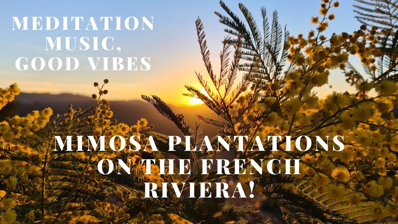 Watch Meditation music, good vibes. Relaxing music. Mimosa plantations on the French Riviera! on YouTube Watch Meditation music, good vibes. Relaxing music. Mimosa plantations on the French Riviera! on YouTube