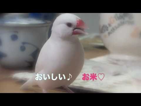 文鳥動画 Java sparrow　白文鳥 お米ハムハム