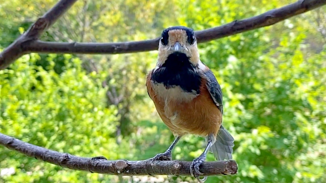 ヤマガラのメスの鳴き声 初めて聞いたメスの珍しい鳴き声 とりのる Youtube