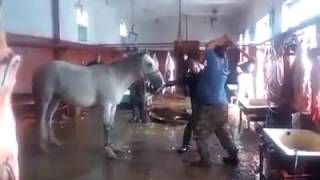 Slaughtering of horse in Slaughter house