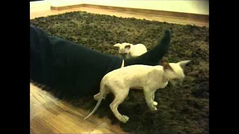 Video 92611: cornish rex cat, cornish rex baby