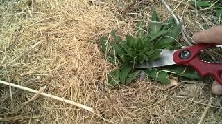 From http://www.wildutahedibles.com here we have a quick salad created
the things you usually pull out of your yard or garden. my wife
reminded me after...
