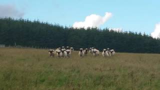 Valaise Sheep Stampede