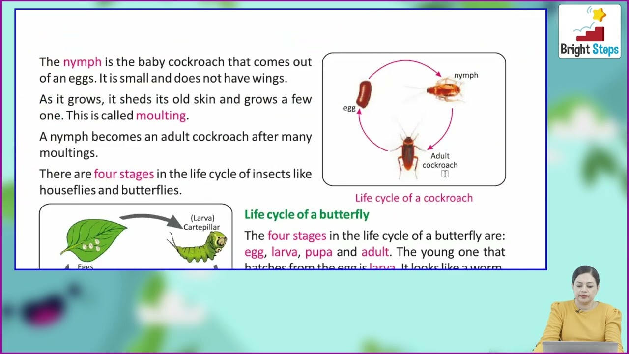 Life Cycle Of A Cockroach Worksheet