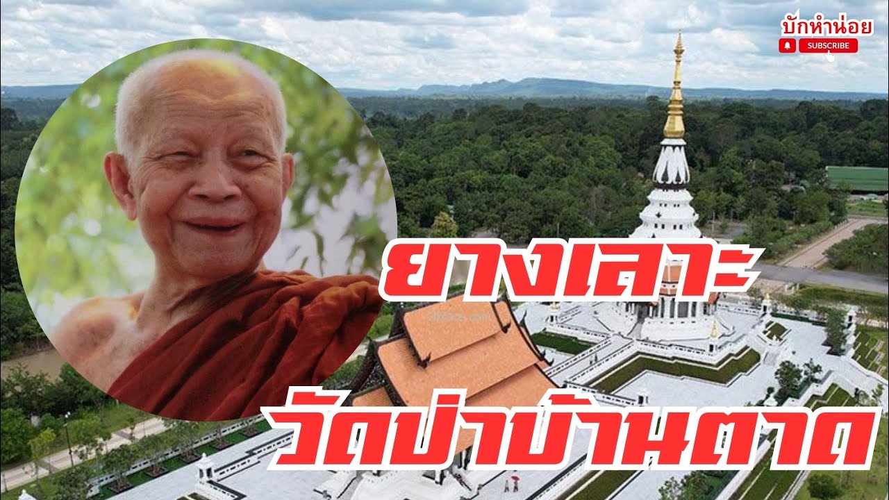 ยางเลาะ วัดป่าบ้านตาด 11/11/2568 #พระสิ้นคิดคิด #วัดป่าบ่อน้ําพระอินทร์ 