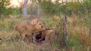 Sensitive Sighting Sub Adult Lions Take Down Adult Warthog