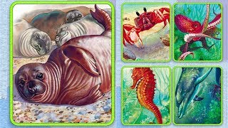 Animal Kingdom | Learn SEA Animals Names and Sounds | Animal Puzzle Games | Kids School ABC screenshot 4
