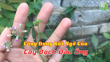 Công Dụng Bất Ngờ Của Cây Bạch Đầu Ông | Mẹo Dân Gian