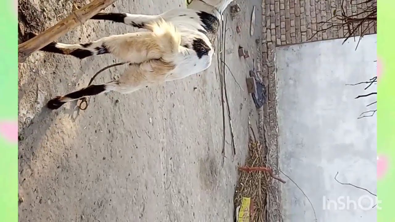 Rajanpuri Clever Goats Jumping to Eat Berries | Amazing Goat Skills | Animal Wonders 