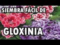 Gloxinia (Sinningia Speciosa)