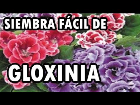 Gloxinia (Sinningia Speciosa) - thptnganamst.edu.vn