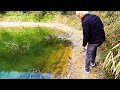産卵失敗?クリアで浅い池で釣りをしたら魚が丸見えだった。