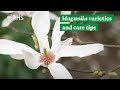 Magnolia varieties and care tips  the rhs