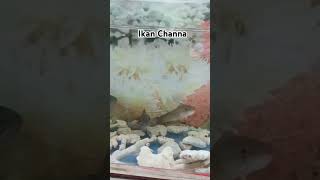 Ikan Channa Hasil Mancing channa ikangabus mancing fyp
