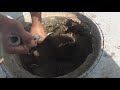 Drain Complaint 55 | Huge Roots In Manhole |