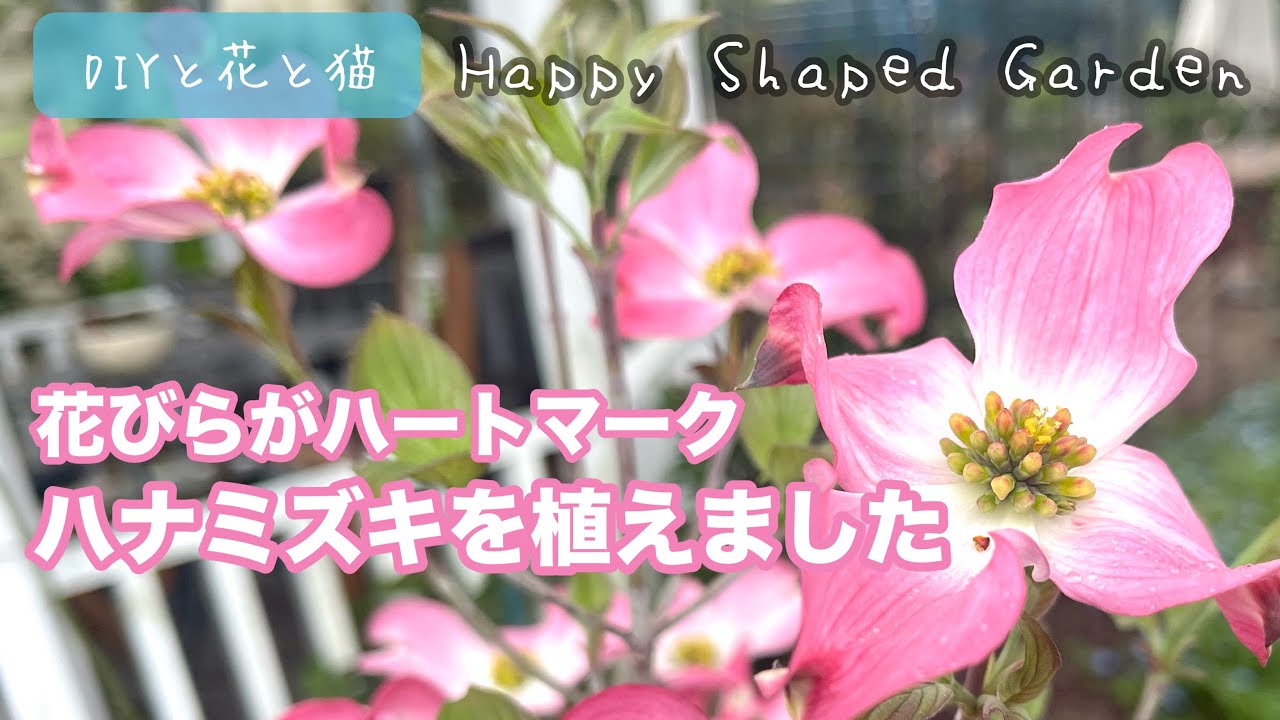 【ハナミズキ様⭐︎専用】 花びらがハートマーク♪ハナミズキを植えました。園芸・庭木・苗木の