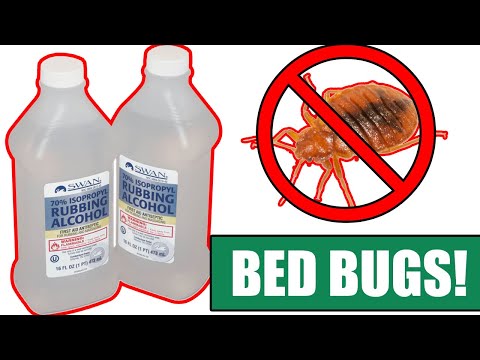 How to Kill Bed Bugs Completely using Alcohol - (Be sure to watch til the end)