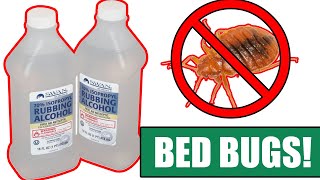 How to Kill Bed Bugs Completely using Alcohol  (Be sure to watch til the end)