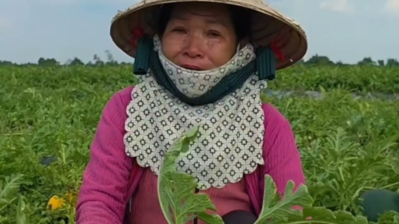 Chấn Động Dưa Hấu Tết 2026 Ở Vĩnh Long Cần Giải Cứu Giúp Nông Dân Vượt Qua Khó Khăn